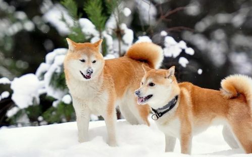 机器狗与柴犬的奇妙拜年之旅