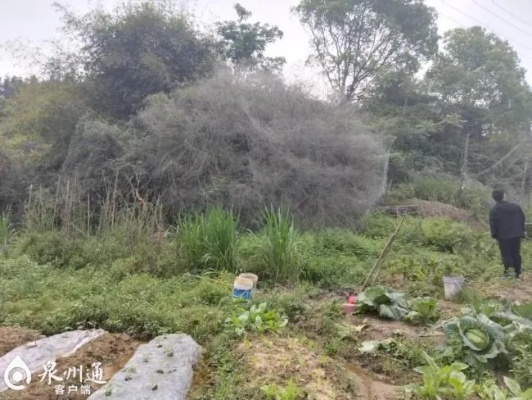 福建一地现巨幅蜘蛛网一夜成奇观