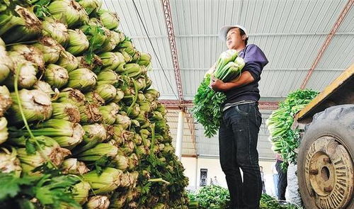身份证号码的数字迷宫，解码逻辑与破解迷思