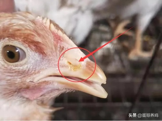 鸡链球菌病的识别、防控与治疗策略全解析