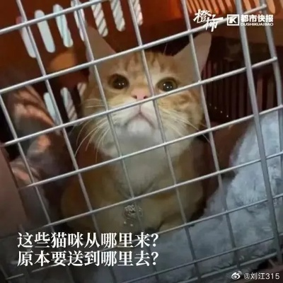 暗访猫肉黑产链，隐秘贩猫背后的血色哀嚎