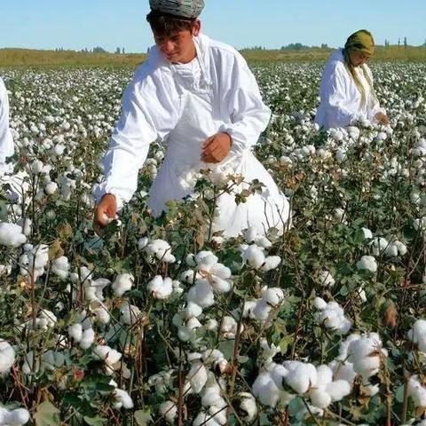 西方抵制新疆棉花，虚假信息背后的政治操弄