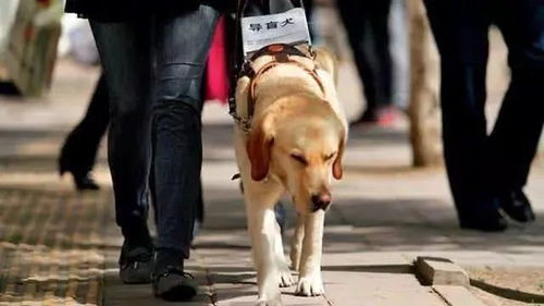 导盲犬引领主人做核酸，展现良好素质的重排行为