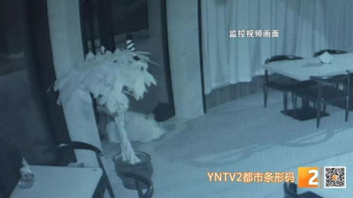 门缝后的惊魂，当酒店成为隐私的屠宰场