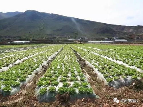 推进农业标准化示范区建设，为农业现代化发展添翼