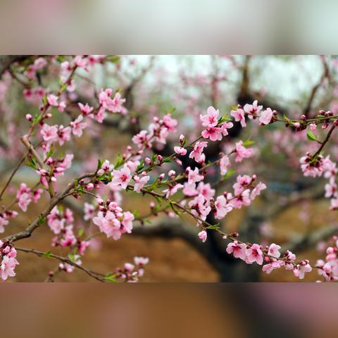 水中诗篇，花样游泳集体自由自选的力与美绽放