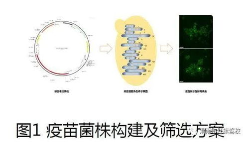 天津大学新型疫苗研发成功，为全球公共卫生安全注入强心剂
