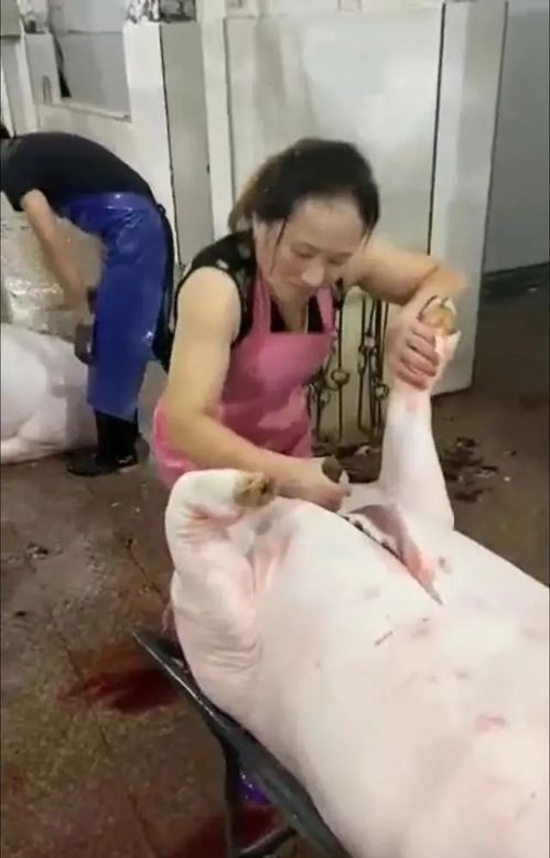 震惊！杀猪女屠夫年前一晚竟杀600头背后的惊人故事