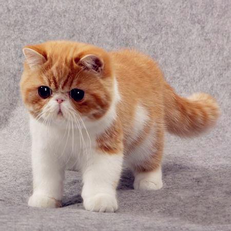 为何不要让猫经常和狗玩？
