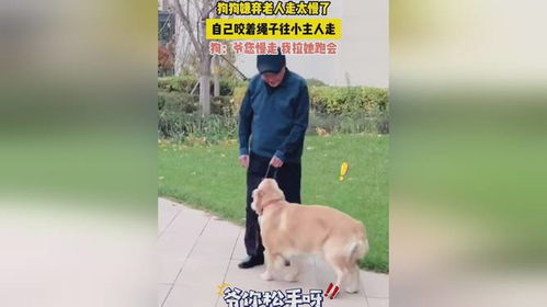 老人与狗，一场意外的伦理困境