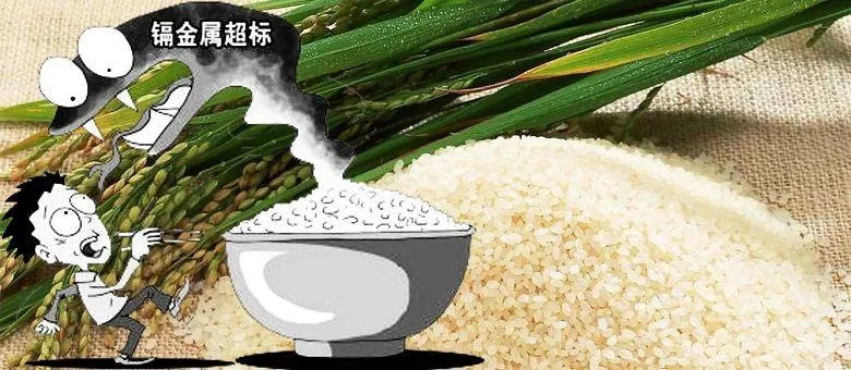 镉米杀机，无声污染侵袭舌尖