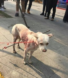 美国街头惊现狗叼人臂，社会安全警钟为谁而鸣