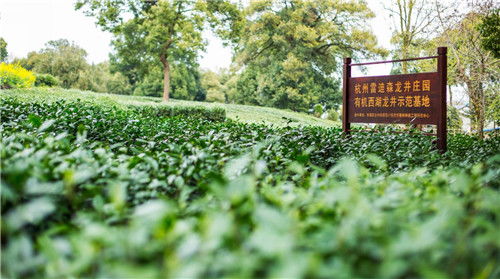 虚拟花园中的真实绽放，青青在线精品2019国产的文化镜像