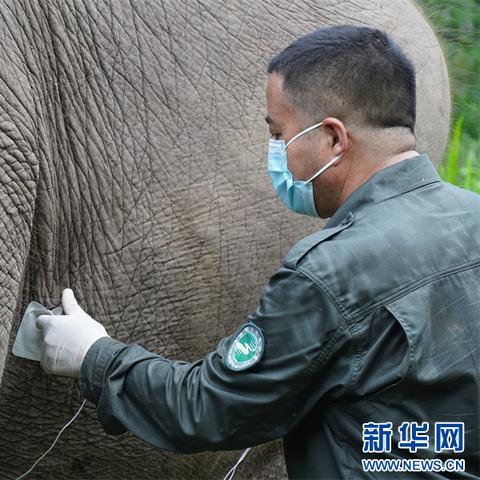 大象网，开启探索大象世界奇妙之旅的窗口