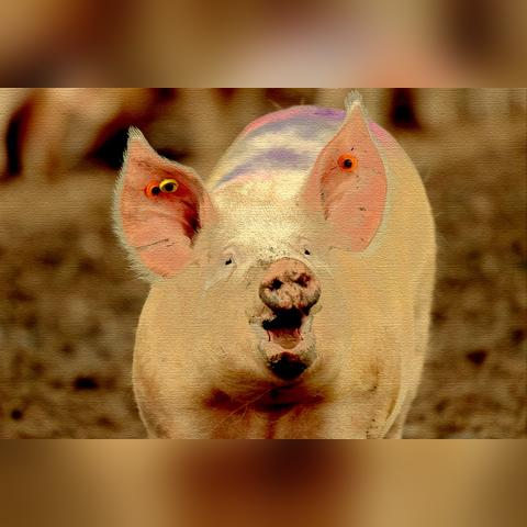 二级预警下猪肉价格的波动、原因及影响剖析