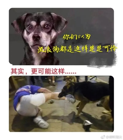 校园流浪狗处理事件引发争议，校长回应保安打死流浪狗事件